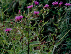 Silene inflata