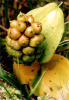 Calla palustris