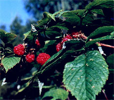 Rubus idaeus