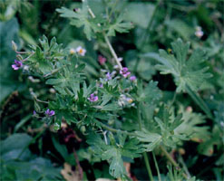 Vicia  cracca