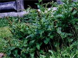 Chenopodium bonus-henricus (komosa strzałkowata)