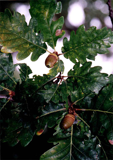 Quercus petraea