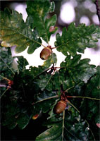 Quercus petraea