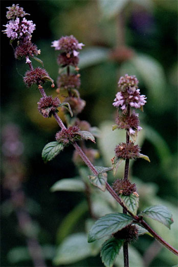 Epilobium angustifolium