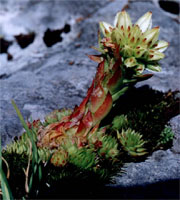 Sempervivum soboliferum