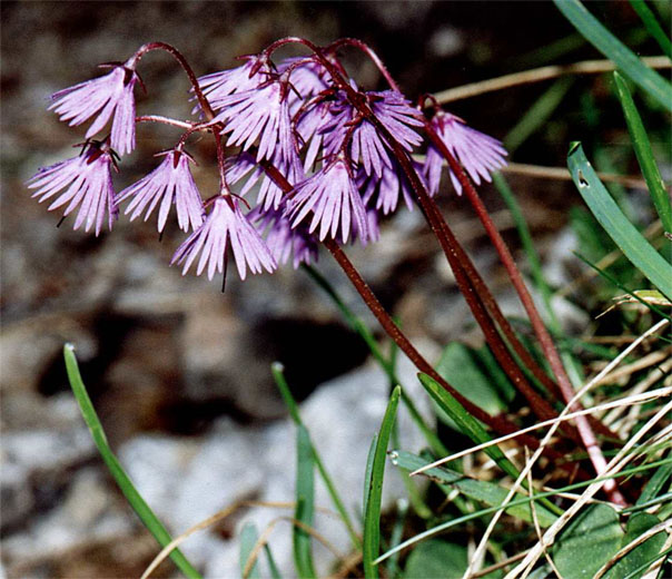 Soldanella carpatica