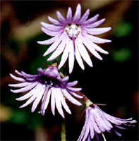 Soldanella carpatica