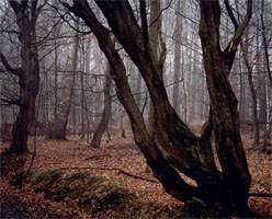 Carpinus betulus