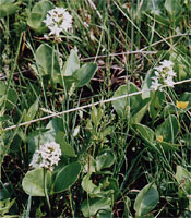 Menyanthes trifoliata