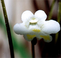 Pinguicula alpina (tłustosz alpejski)