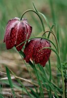 Fritillaria meleagris