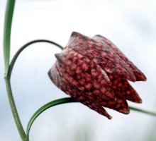 Fritillaria meleagris