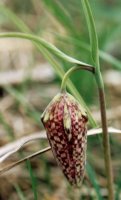 Fritillaria meleagris