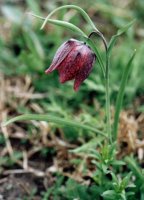 Fritillaria meleagris