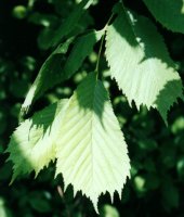 Ulmus glabra