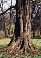 Ulmus laevis (wiąz szypułkowy)