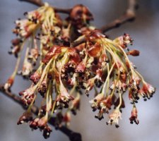 Ulmus laevis (wiąz szypułkowy)