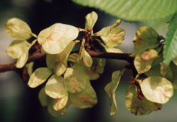 Ulmus carpinifolia