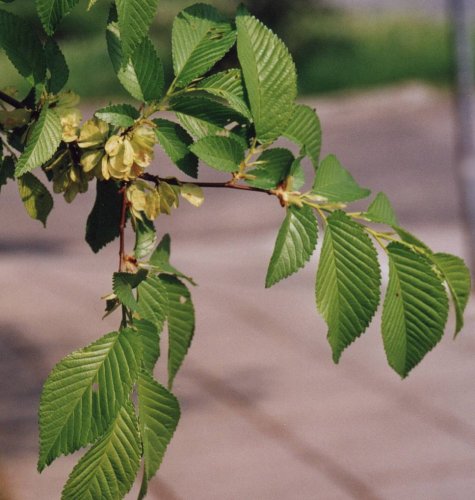 Ulmus carpinifolia