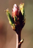 Rhododendron luteum