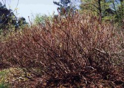 Rhododendron luteum