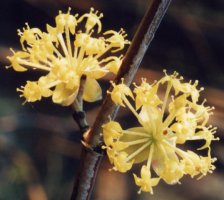 Cornus mas