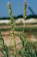 Myricaria germanica