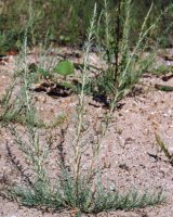 Myricaria germanica