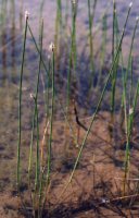 Eleocharis palustris