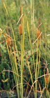 Typha laxmannii