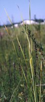 Typha laxmannii