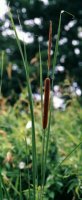 Typha angustifolia