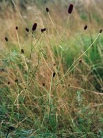 Sanguisorba officinalis