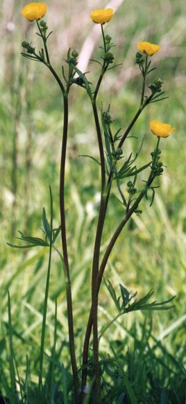 Ranunculus acris