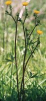 Ranunculus acris