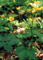 Ranunculus lanuginosus