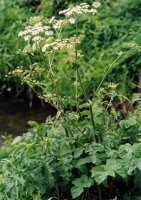 Heracleum sphondylium