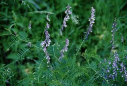 Vicia tenuifolia