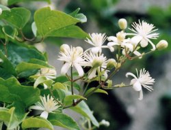 Clematis vitalba (powojnik pnący)