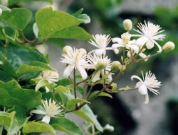 Clematis vitalba (powojnik pnący)