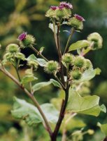 Arctium lappa