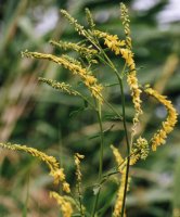 Melilotus officinalis