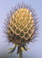 Scabiosa ochroleuca