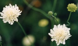 Scabiosa ochroleuca