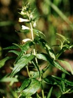 Melampyrum pratense