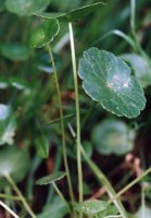 Hydrocotyle vulgaris