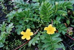 Potentilla anserina