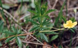 Potentilla erecta