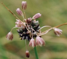 Allium oleraceum