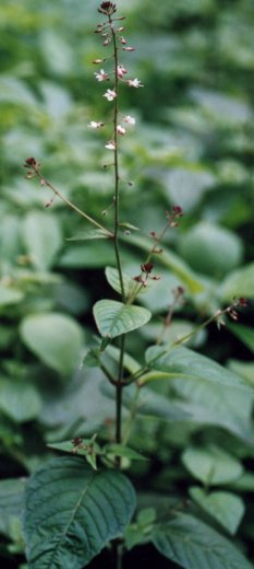 Circaea lutetiana